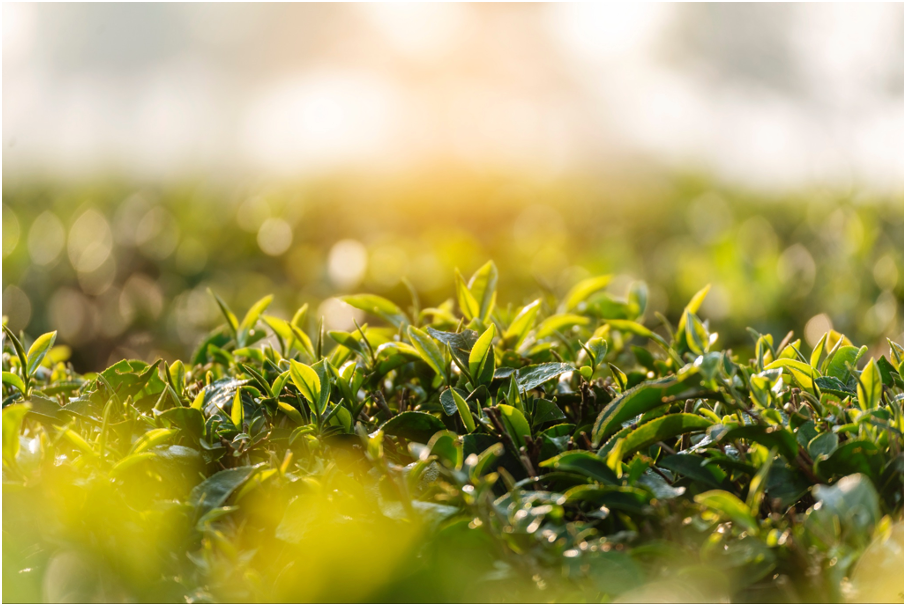 Tea and Sustainability: Navigating Environmental Concerns in the Industry